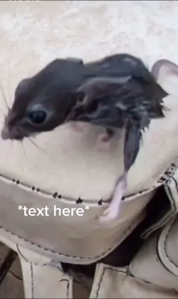 Silly rat