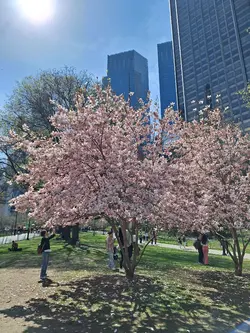 Central park