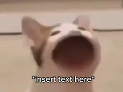 Cat Mouth 