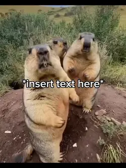 Beaver Meme
