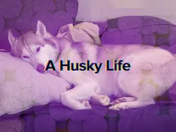 A Husky Life