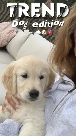 Holding on || dog