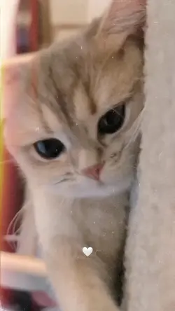 gatinhos