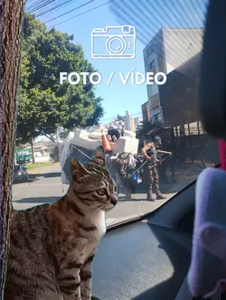 susto de gato