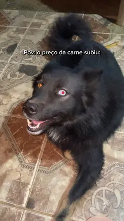 pet 🎯