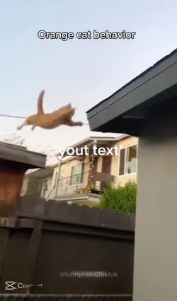 Orange cat behavior 