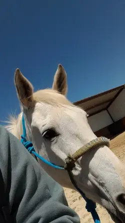 blue and gaiter