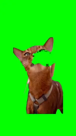 Cat drinking milk 