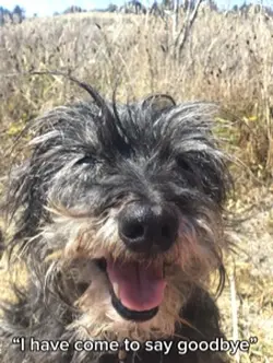 Goodbye Bodhi❤️