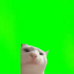 Cat vibing