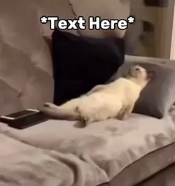 Sad cat meme 