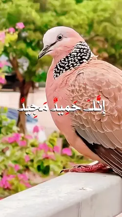 darood ibrahim 