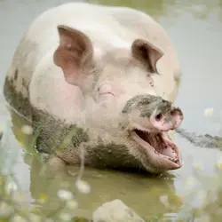 Piggy