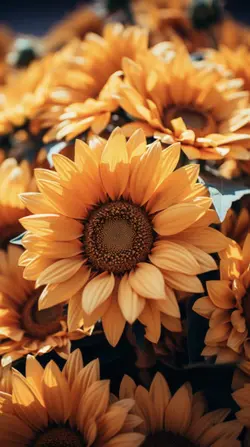 Sunflower addiction 