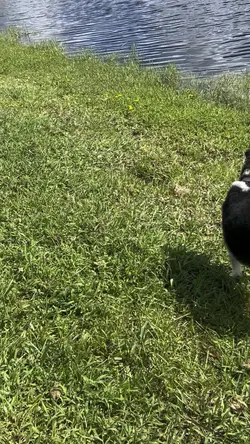 Puppy :3