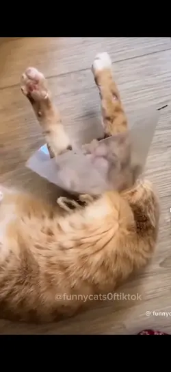 Orange cat behavior