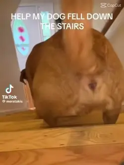 Dog fell