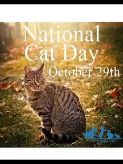 National cat day!