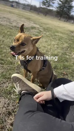 T is for training 