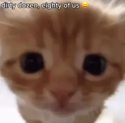stupid cat.