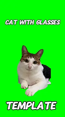 Cat with glasse