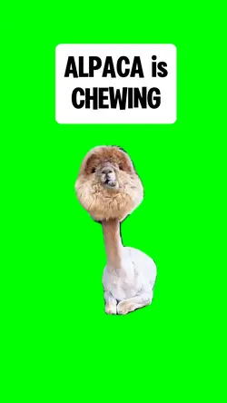 ALPACA is CHEWING 