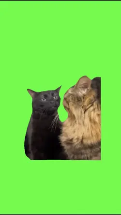 Cat Side Eye