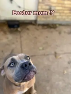 Saving a foster 