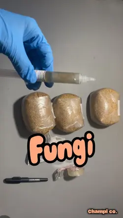 Grain inoculation 