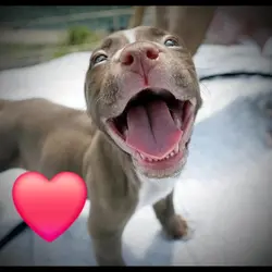 Pitbull 