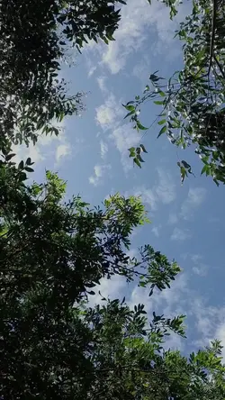 paisagem com música 