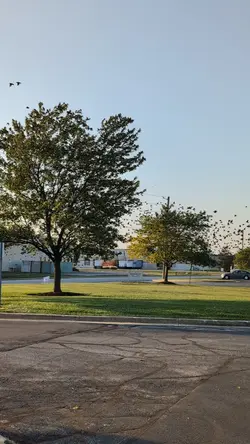 Birds