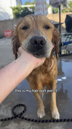 wet wet