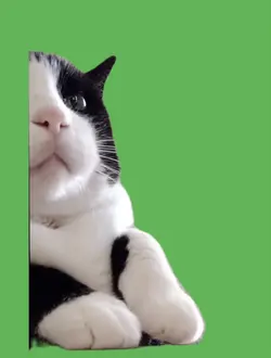 Miau