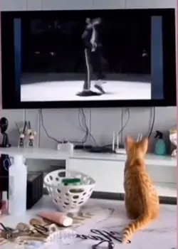 Copycat 
