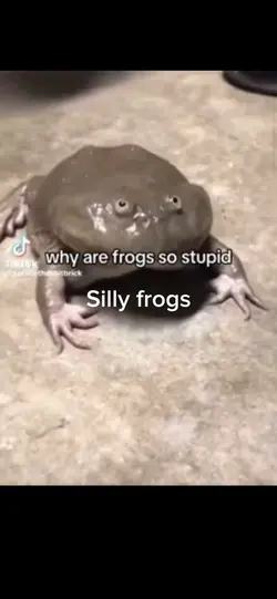 Frogs