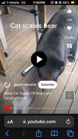 Cat scares bear