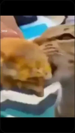 cat videos 