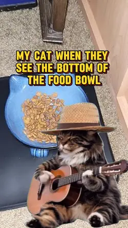 Sad guitar cat
