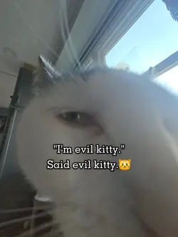 Evil kitty