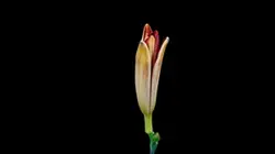 Flower blooms