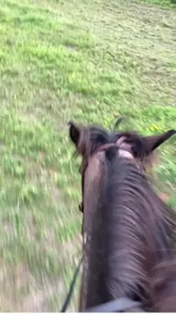 Poni