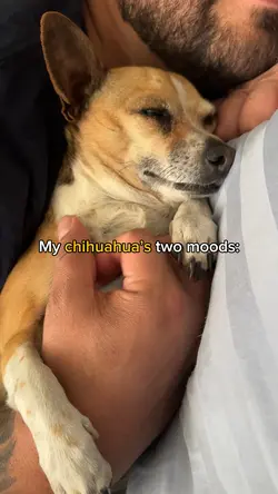 Chihuahua moods