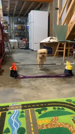 My Puppy Jumping 🐶 