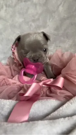Cute Christmas puppy