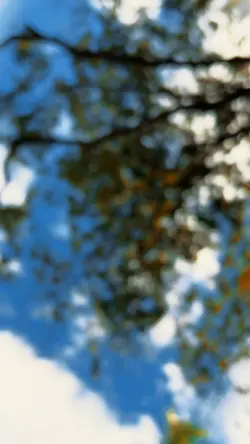 Árvore