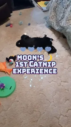 1st time w/catnip