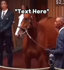 Auction meme 