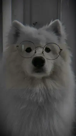 dog cute
