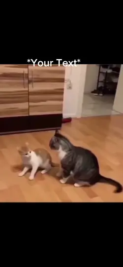 Cat slam
